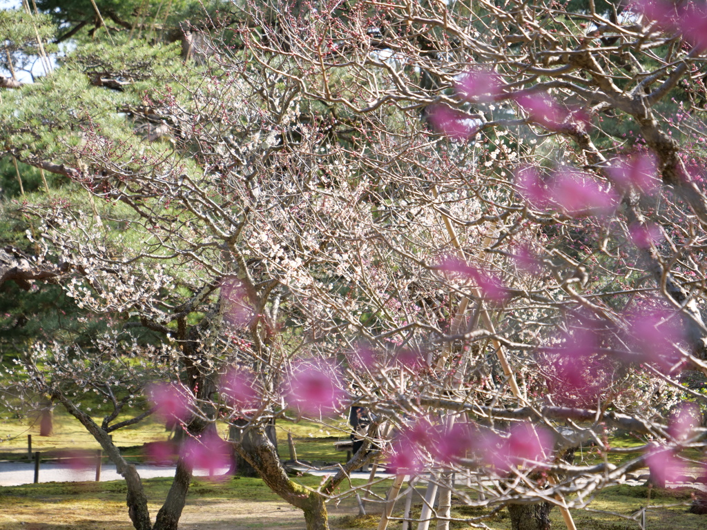 梅・兼六園　その2