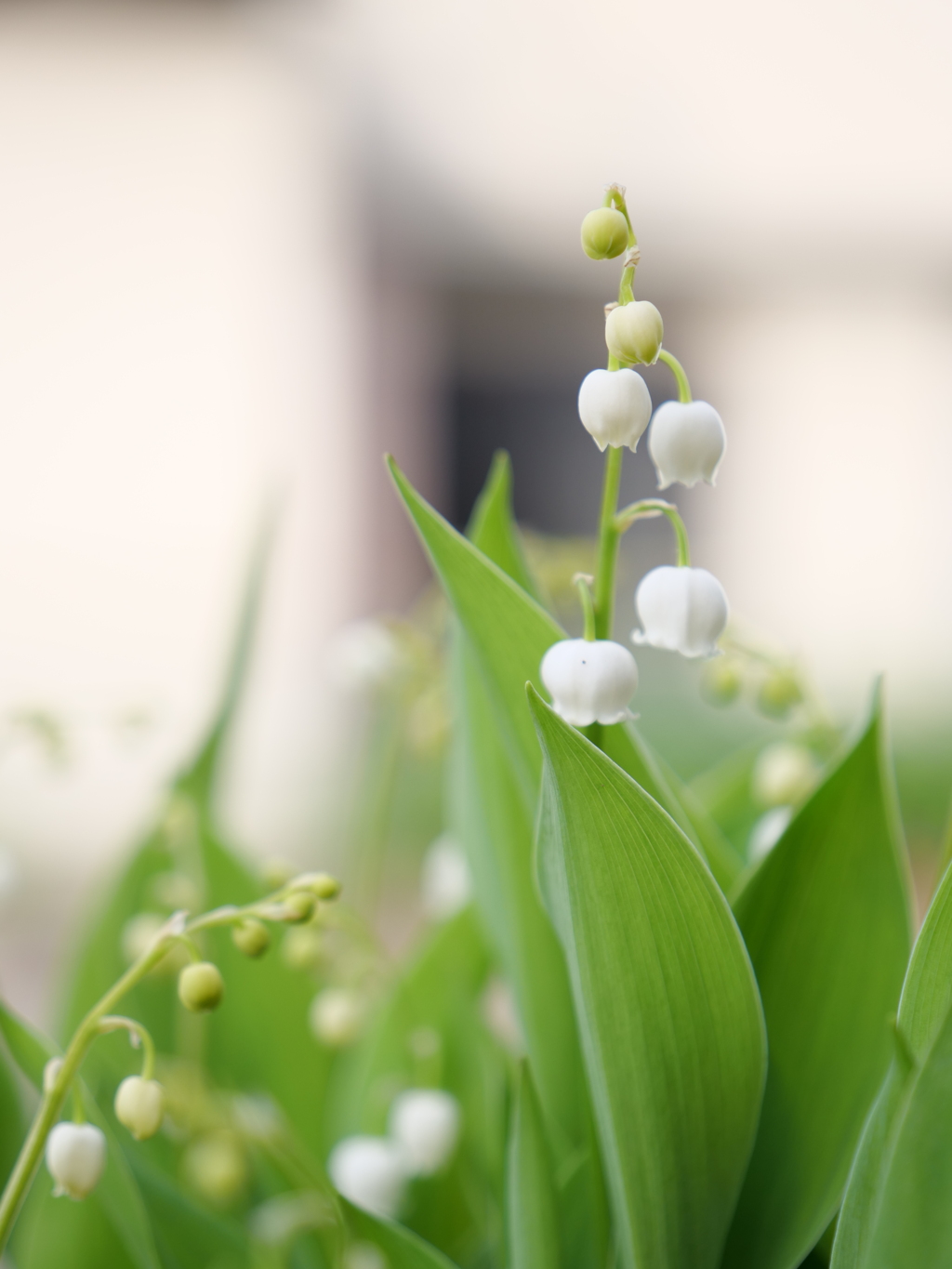 スズラン　その3