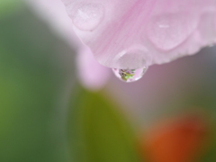 草花と水　その2