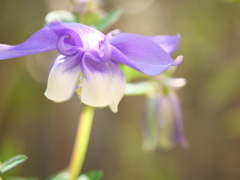 オダマキ　その4