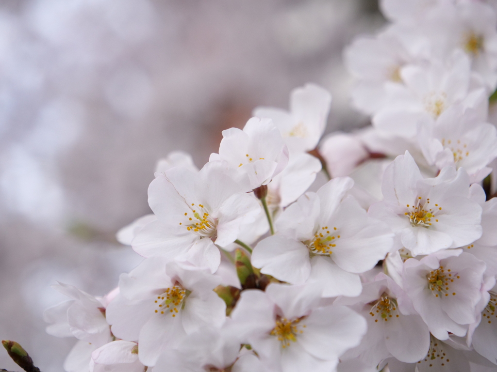 桜　その15