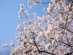 桜　その37