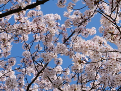 桜　その40