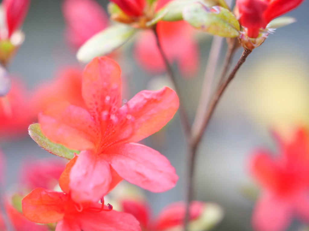 ノトキリシマ　その2