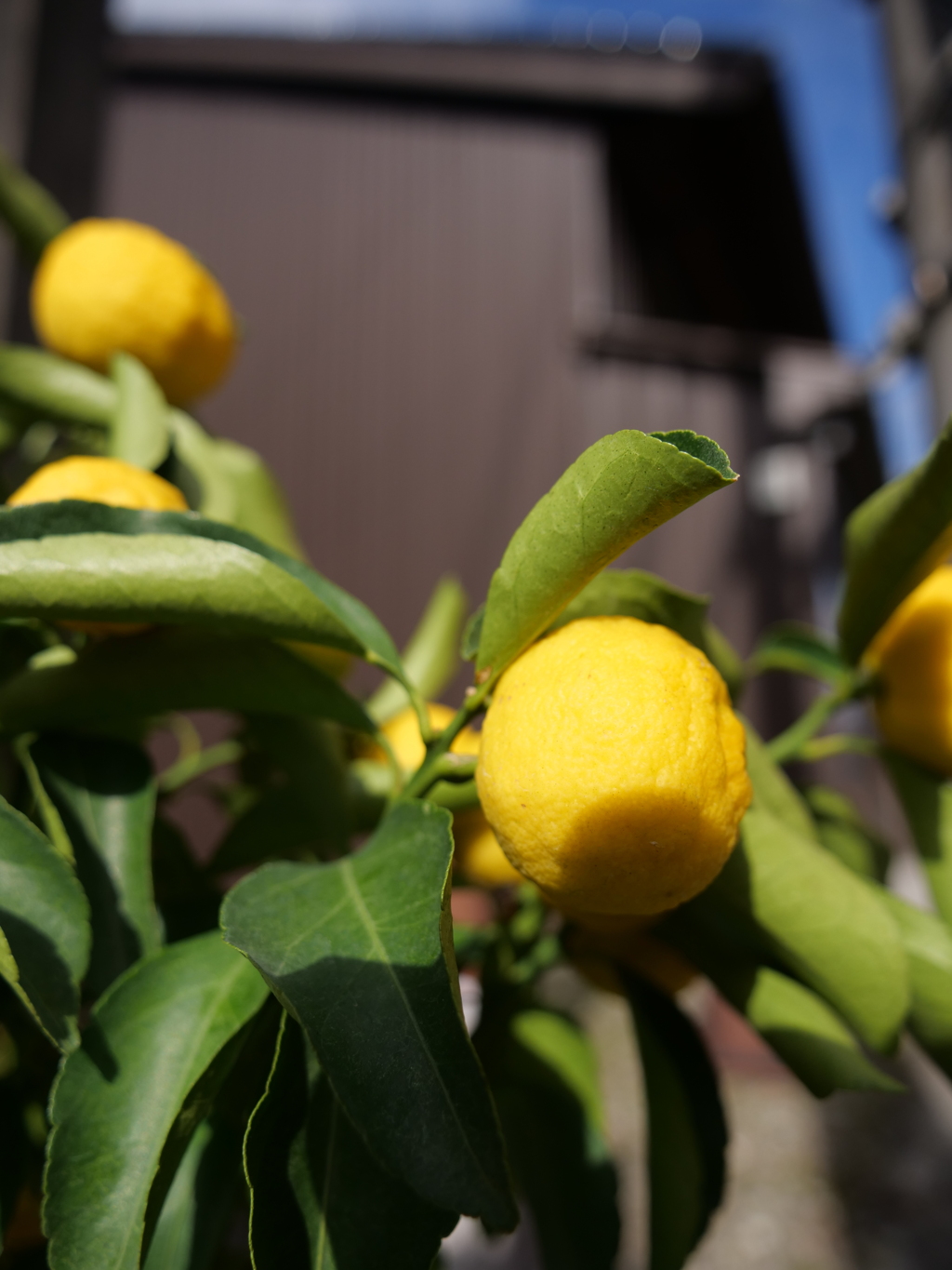 越中八尾　その70