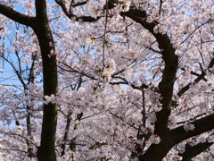 桜　その38
