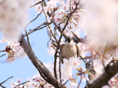 雀　その11