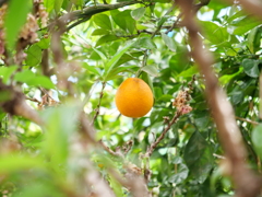 デコポン　その1