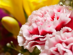 カーネーション　その1