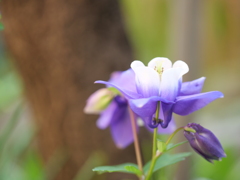 オダマキ　その2