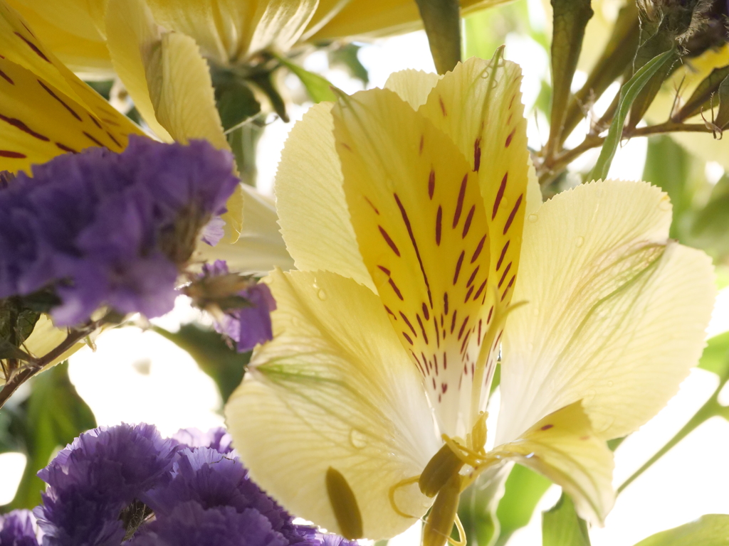 アルストロメリア　その1