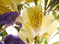 アルストロメリア　その1