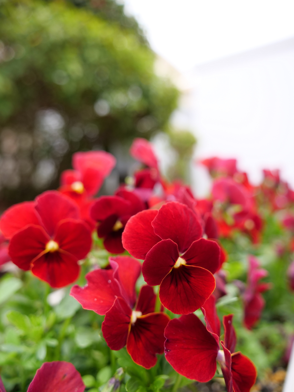 パンジー　その2