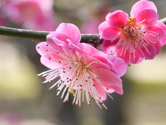 梅・兼六園　その3