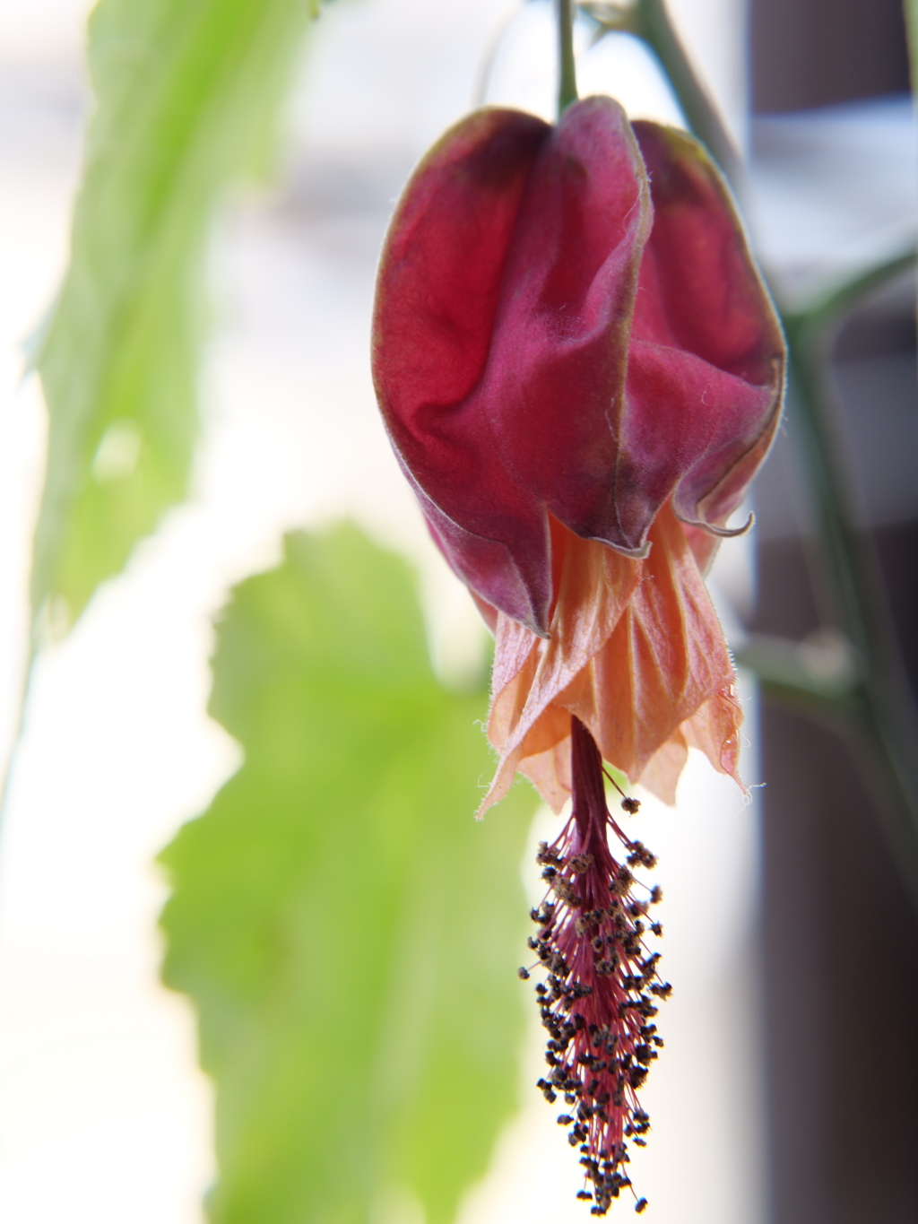 チロリアンランプ　その2