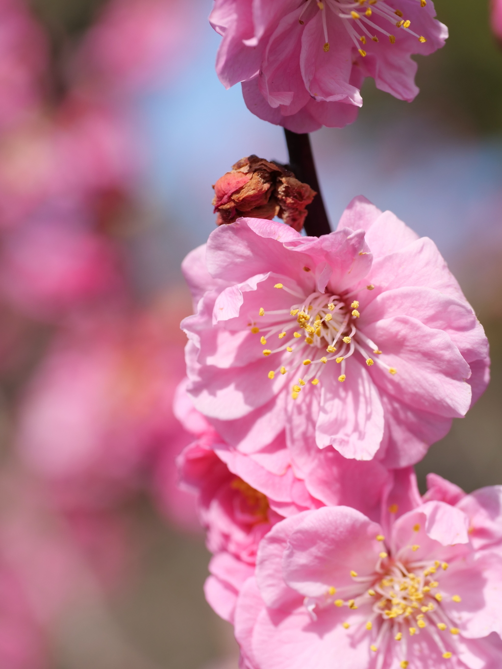 梅・兼六園　その10