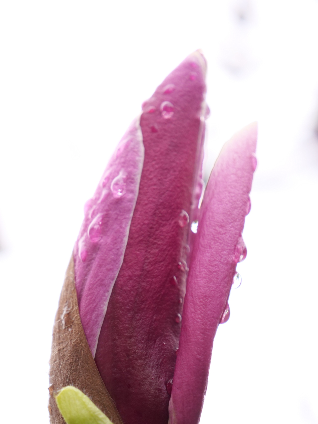 モクレン　その2