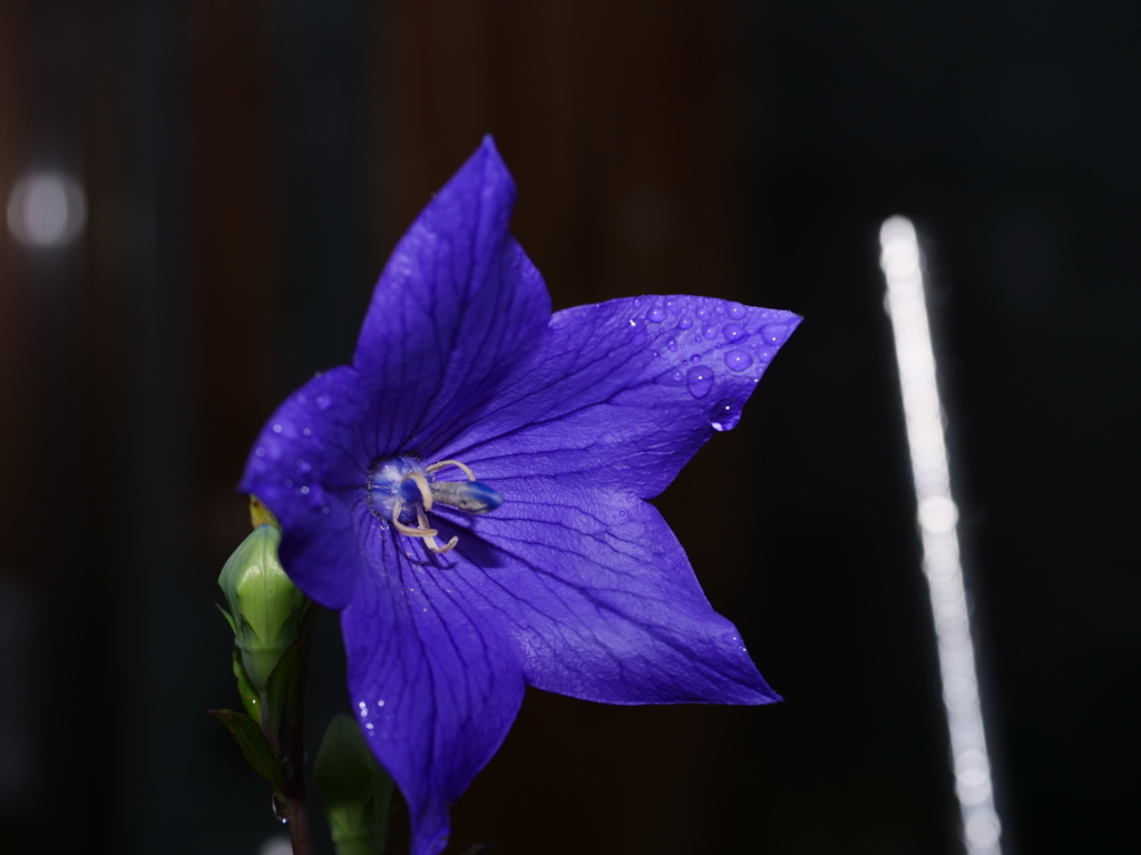 キキョウ　その8