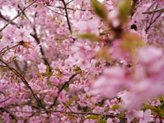 河津桜　その2