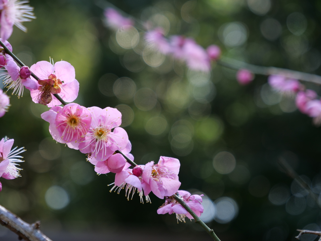 伊勢神宮・月夜見宮　その8