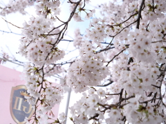 桜　その16