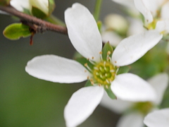 ユキヤナギ　その1