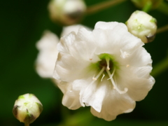 カスミソウ　その1