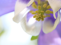 オダマキ　その5