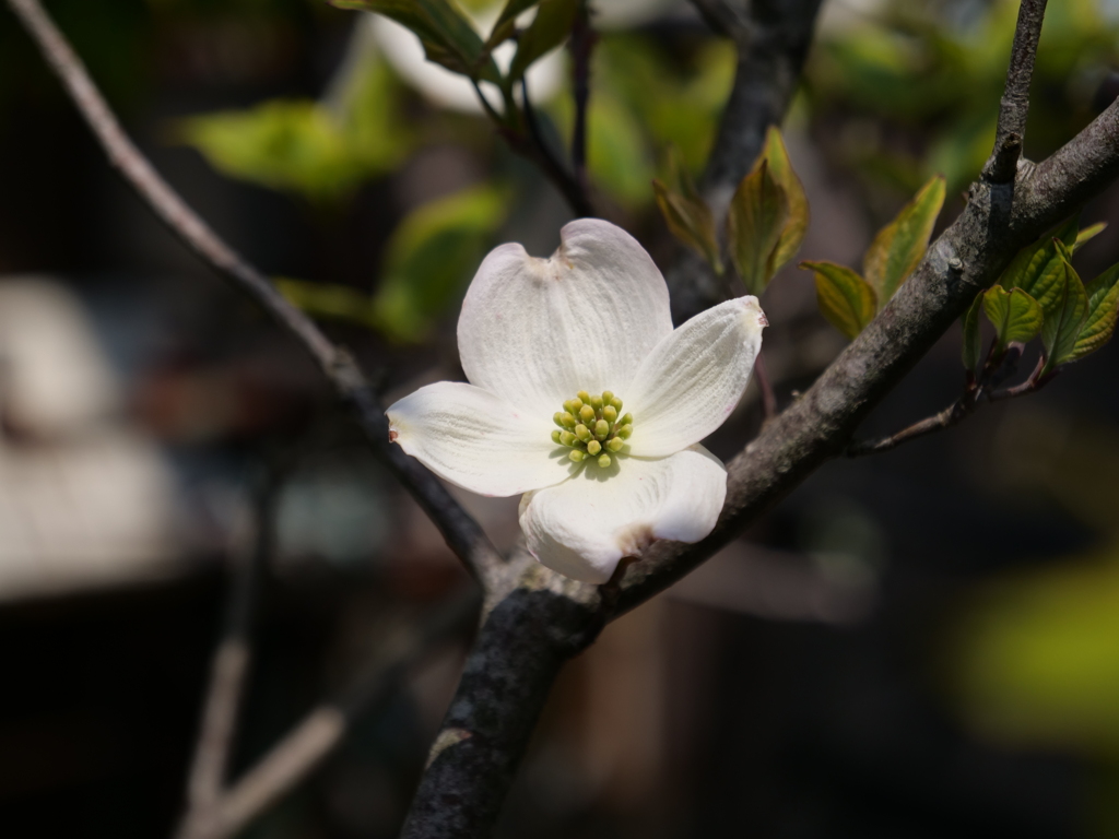 ハナミズキ　その1