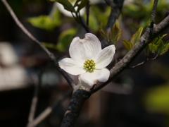 ハナミズキ　その1