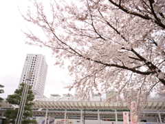 福井駅周辺　その7