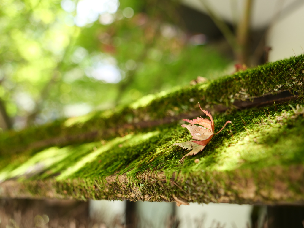 京都・下賀茂神社　その4