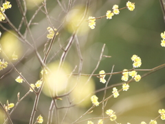 アブラチャン　その2