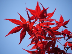 ノムラモミジ　その1