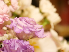 トルコキキョウ　その3