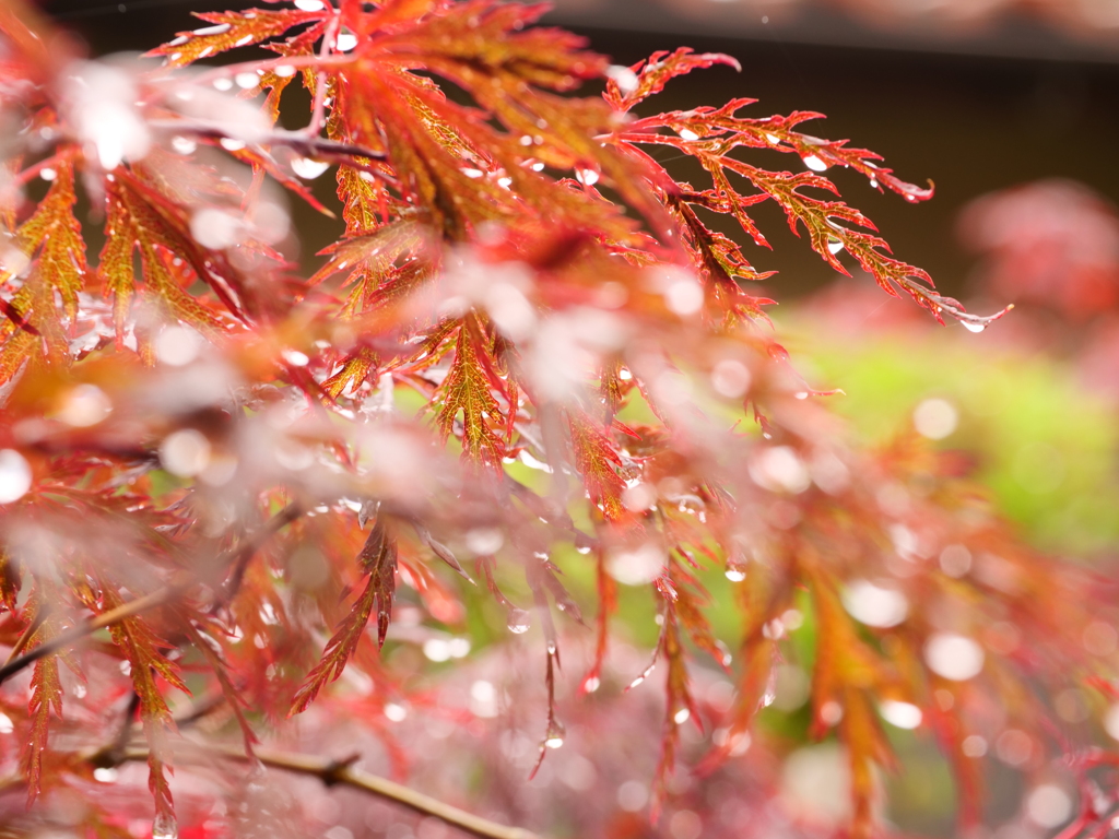 草花と水　その11