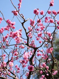 梅・兼六園　その16