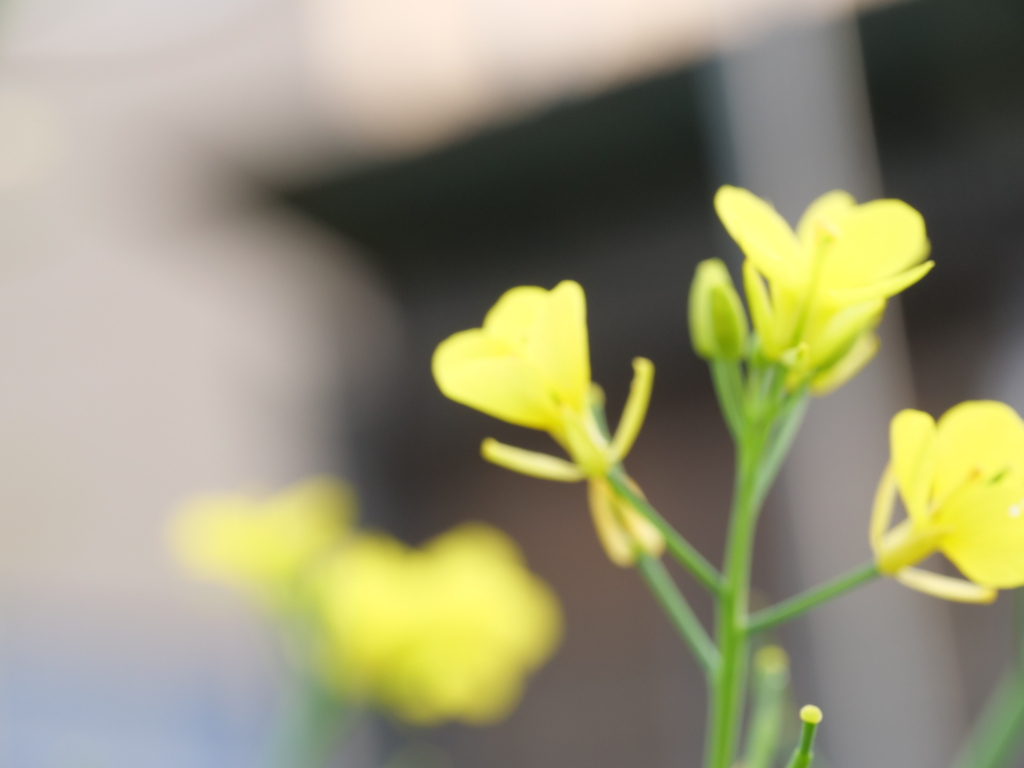 ナノハナ　その5