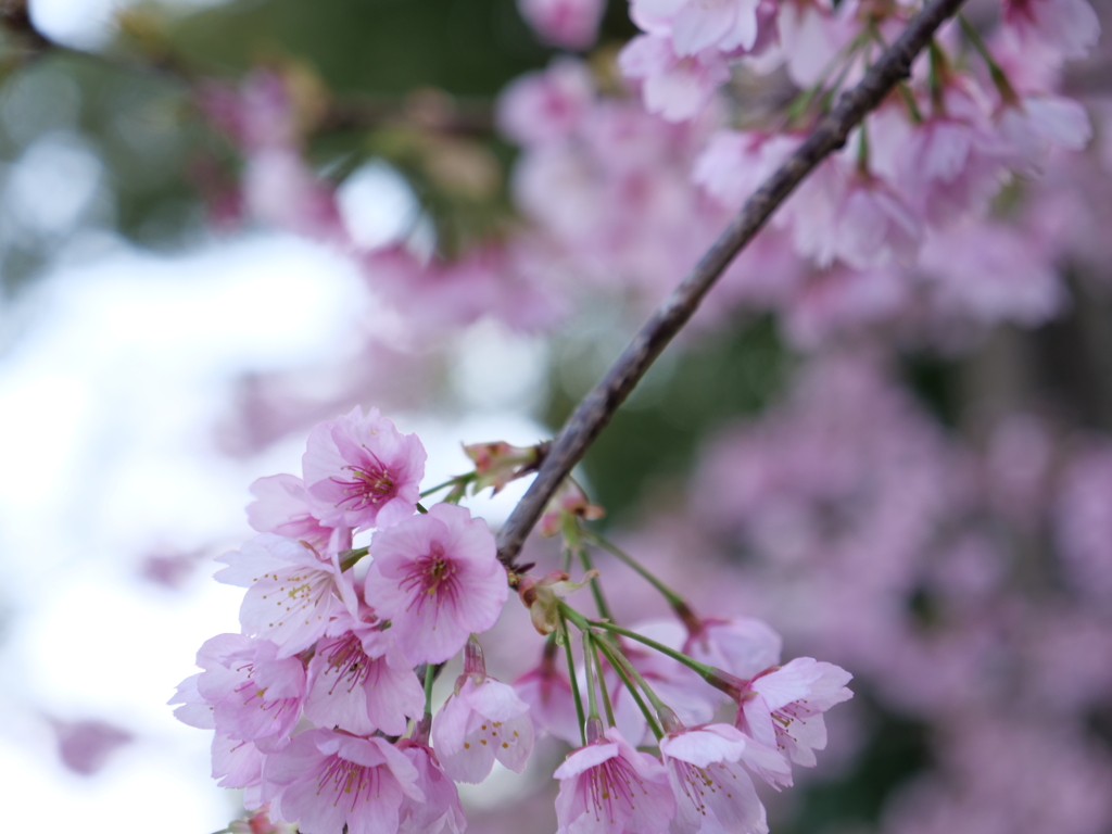 桜　その10