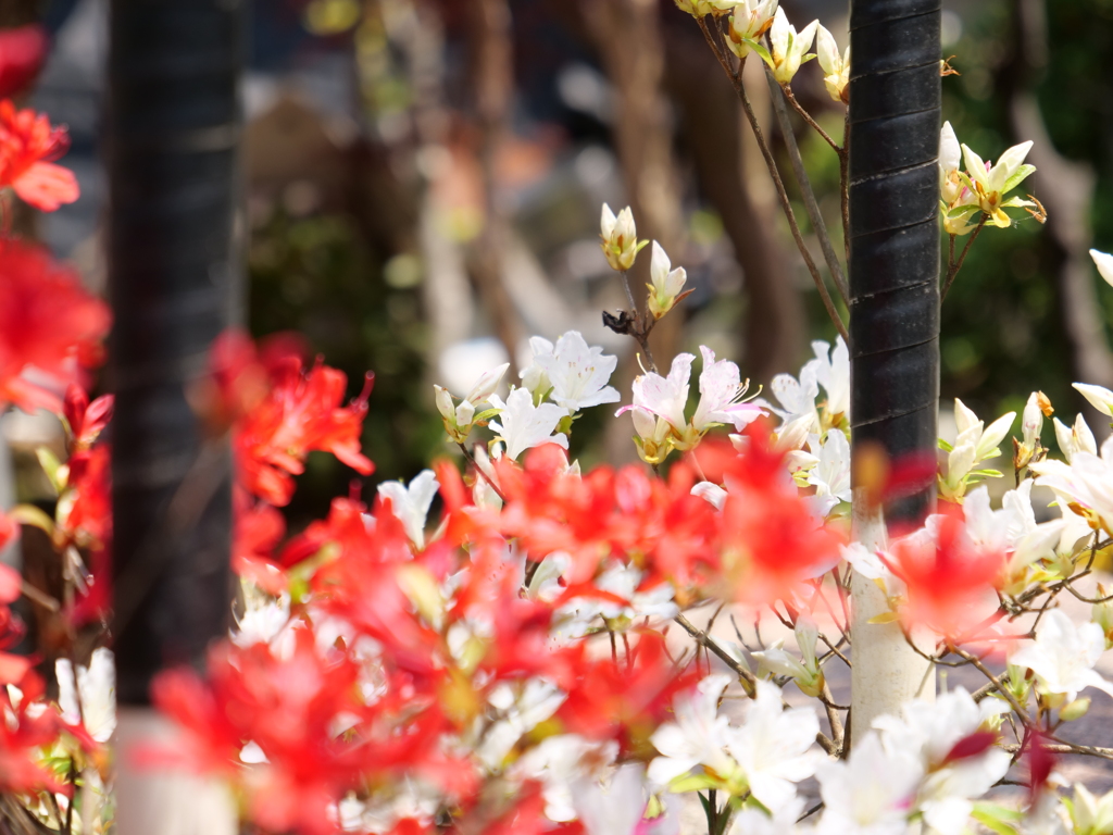 ノトキリシマ　その16