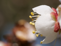 梅・兼六園　その4