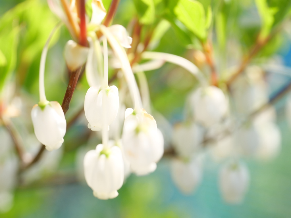 ドウダンツツジ　その5