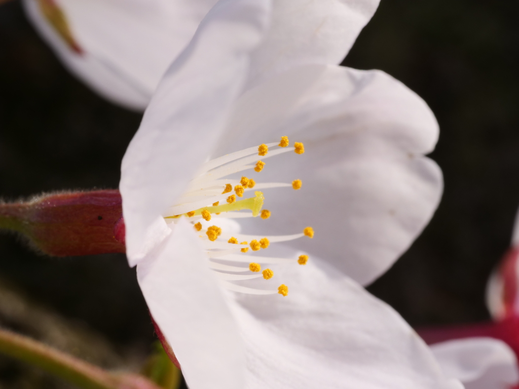 桜　その30