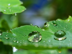 草花と水　その16