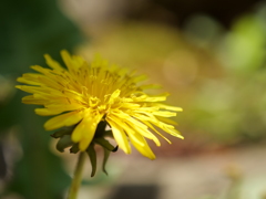 タンポポ　その1