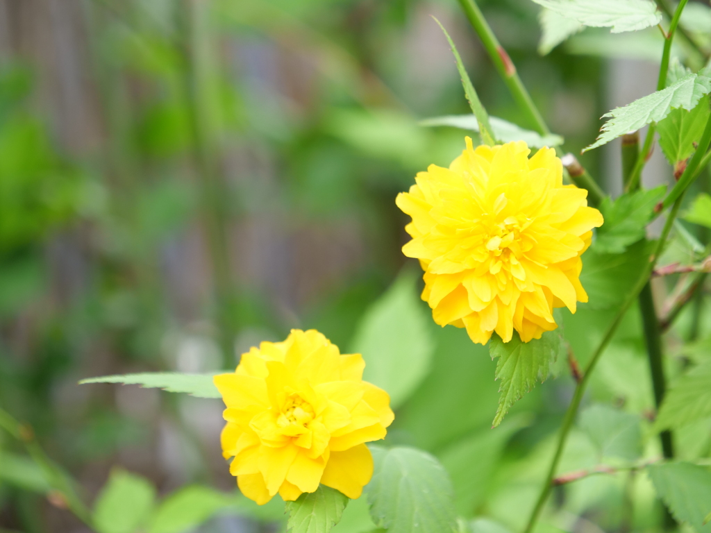 ヤマブキ　その3