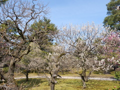 梅・兼六園　その8