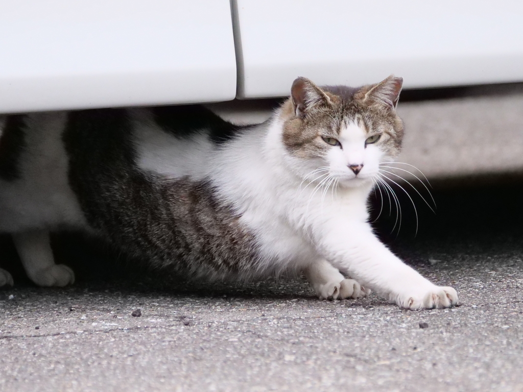 のら猫　その12