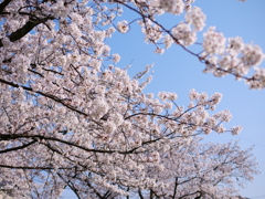 桜　その35