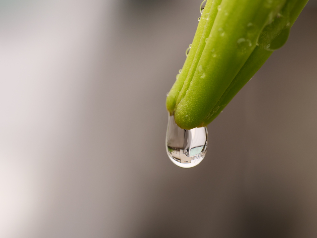草花と水　その8